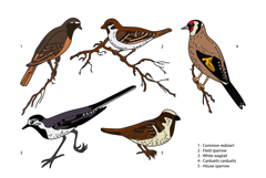 Line art botanical collection with garden birds isolated bg Product Image 1