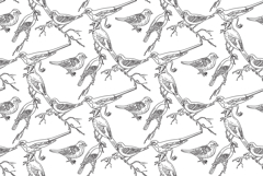 Line art seamless pattern with garden birds vector illustrat Product Image 1