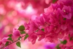 Vibrant bougainvillea blossoms against blurred background Product Image 1