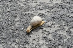 Big garden snail in shell crawling on wet road hurry home Product Image 6