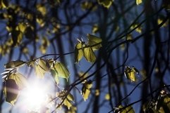 young spring linden foliage Product Image 1