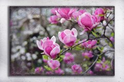 Nature photo, floral photo, spring photo, magnolia photo Product Image 2