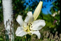 Fine wild growing flower on background meadow Product Image 1