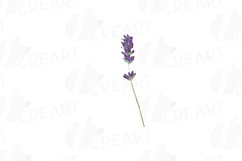 Lavender leaves and bouquets watercolor clip art pack Product Image 3
