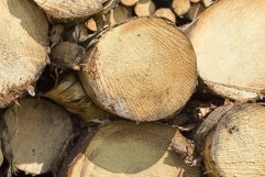 tree trunks during logging Product Image 1