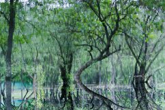 Green forest. Reflection of trees in the river. Product Image 1