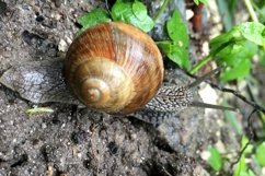 Big garden snail in shell crawling on wet road hurry home Product Image 2