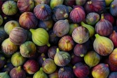 Fresh harvest of colorful figs Product Image 1