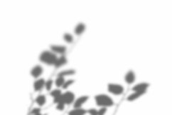 Leaves Shadow Overlay Effect Mockup Product Image 2