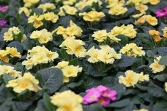 Primrose flowers close up. Seedlings in the store Product Image 1