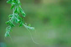 Shoots of Momordica or karela plants Product Image 1