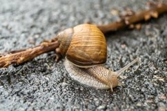 Big garden snail in shell crawling on wet road hurry home Product Image 10