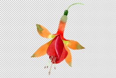 Orange Fuchsia Watercolor png Product Image 3