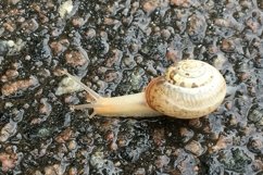 Big garden snail in shell crawling on wet road hurry home Product Image 3