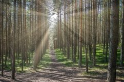 the bright sun filtering through the leaves Product Image 1