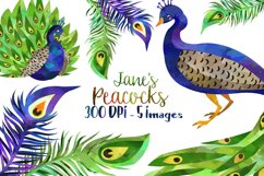 Watercolor Peacock Clipart Product Image 1