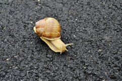 Big garden snail in shell crawling on wet road hurry home Product Image 26