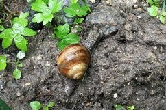 Big garden snail in shell crawling on wet road hurry home Product Image 26