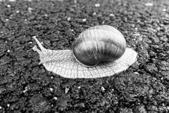 Big garden snail in shell crawling on wet road hurry home Product Image 22