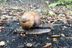 Big garden snail in shell crawling on wet road hurry home Product Image 29