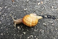 Big garden snail in shell crawling on wet road hurry home Product Image 29