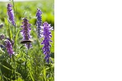 photo blue lupins Product Image 1