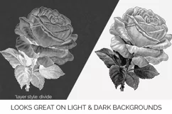 Rose Clipart Black and White - Floral Illustration Cilo Rose Product Image 2
