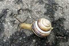 Big garden snail in shell crawling on wet road hurry home Product Image 28