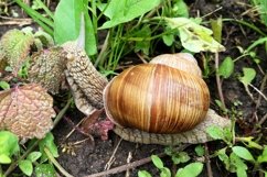 Big garden snail in shell crawling on wet road hurry home Product Image 25