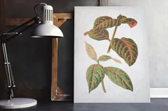 Leaves - Vintage Eranthemum Sanguinolent Veitch Product Image 5