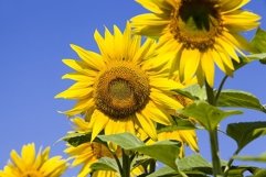 field annual sunflowers Product Image 1