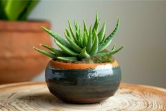 Aloe vera plant growing in a round ceramic pot on a wooden t Product Image 1