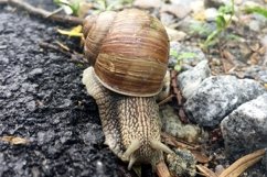 Big garden snail in shell crawling on wet road hurry home Product Image 8