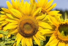 bumblebee sits and pollinates Product Image 1