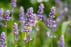 Lavender Flower Field Background Product Image 1