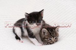 Stock Photo - Little kittens at home on a plaid. Product Image 1