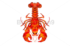 Red Boiled Lobster Product Image 1