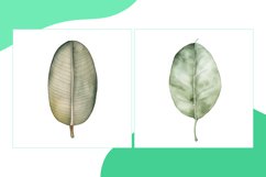 Ponytail Palm_leaf, Pothos, Rubber Leaves Watercolor Product Image 2