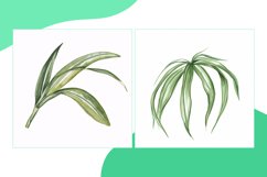 Rubber, Snake, Spider Leaves Watercolor Product Image 2