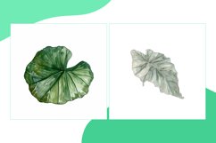 Banana, Begonia, Paradise Leaves Watercolour Product Image 2
