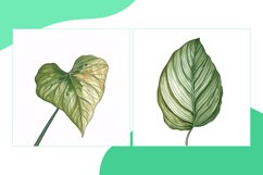 Caladium, Calathea, Chinese Money Plant Leaves Watercolour Product Image 2