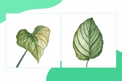 Caladium, Calathea, Chinese Money Plant Leaves Watercolour Product Image 2