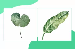 Chinese Money Plant, Croton, Dieffenbachia Leaves Watercolor Product Image 2