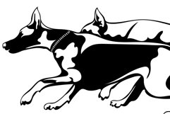 Doberman Bandle dog/Dog Svg/Png/Jpg/Ai/Vector purebred breed Product Image 3