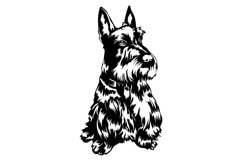 Scottish Terrier Bandle Svg/Png/Jpg/Ai/Vector purebred breed Product Image 3