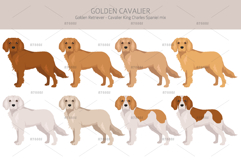 Golden Cavalier dog mix Product Image 2