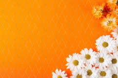 Chamomile Background, Orange Background Designs Product Image 3