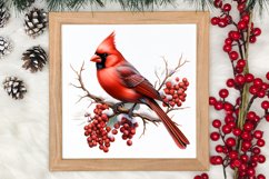 Christmas Cardinal Watercolor Clipart, Christmas Cardinal Product Image 3