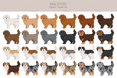 Maltipoo, Maltese Poodle mix Product Image 2