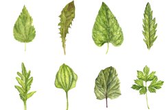 Watercolor Green Leaves Product Image 4